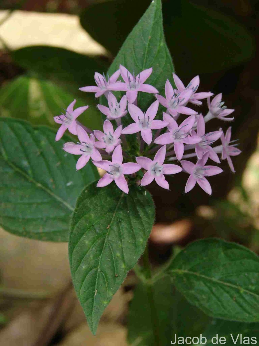 Pentas lanceolata (Forssk.) Deflers